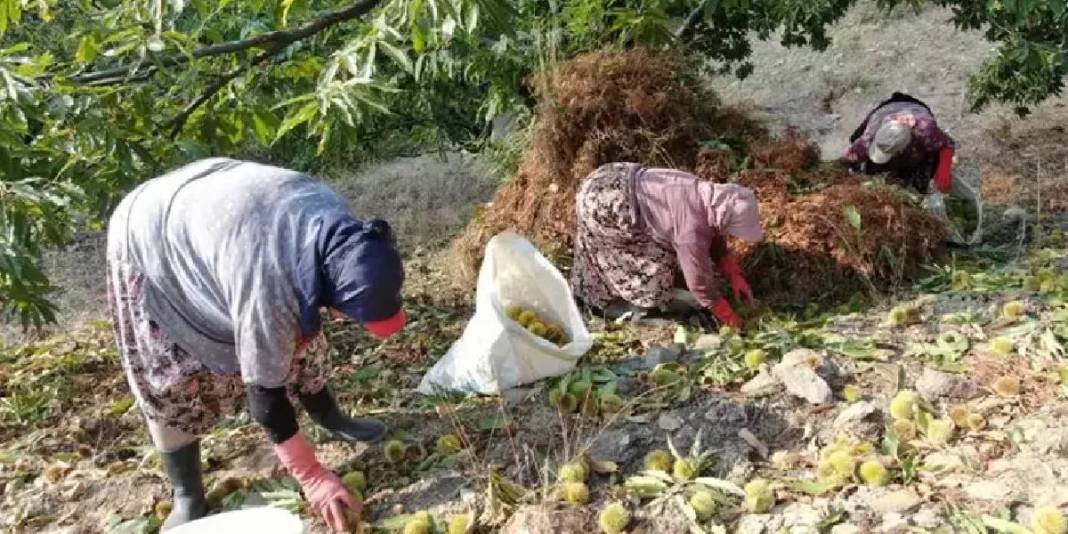 İşçi olmadan hasat başladı! Yevmiyeyi 5.000 TL’ye çıkarmaları da yaramadı: 20 günlük mesai her şeye rağmen sürecek 1